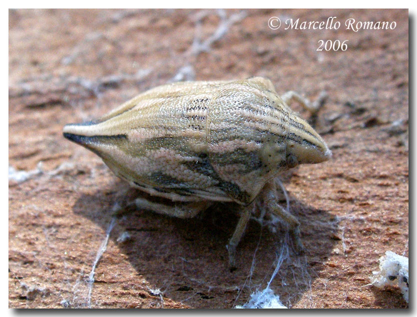 Dobbiamo stare vicini vicini (ovvero: inverno in compagnia)